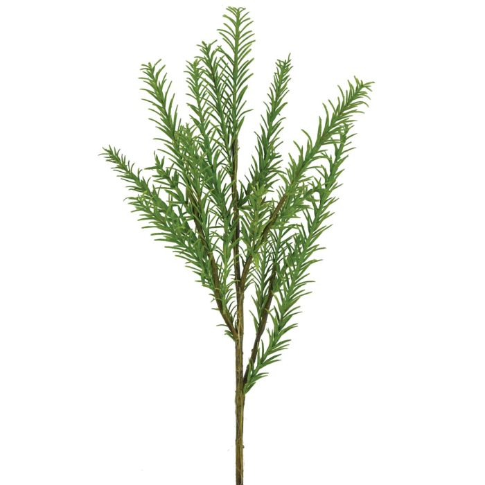 Rosemary Bush Green