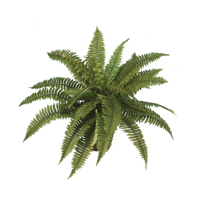 Boston Fern x 40 Leaves 48cm