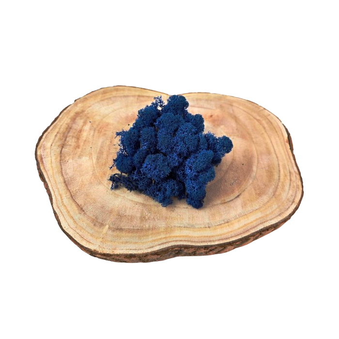 Reindeer Moss (Icelandic Moss) Royal Blue