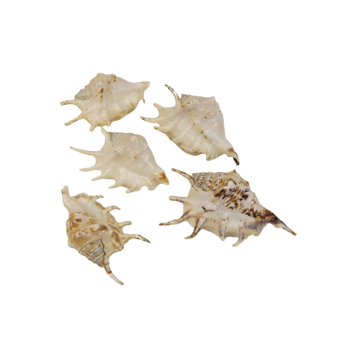 Shells - Lambis x 10pcs