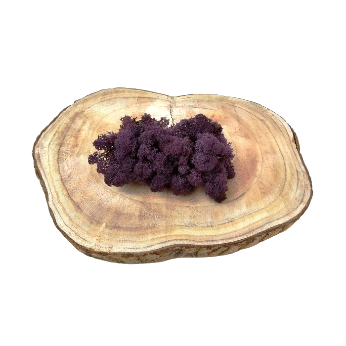 Reindeer Moss (Icelandic Moss) Aubergine