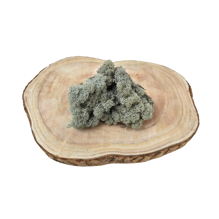 Reindeer Moss (Icelandic Moss) Grey