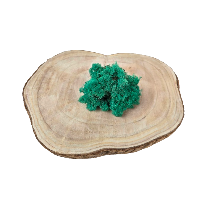 Reindeer Moss (Icelandic Moss) Pacific Green