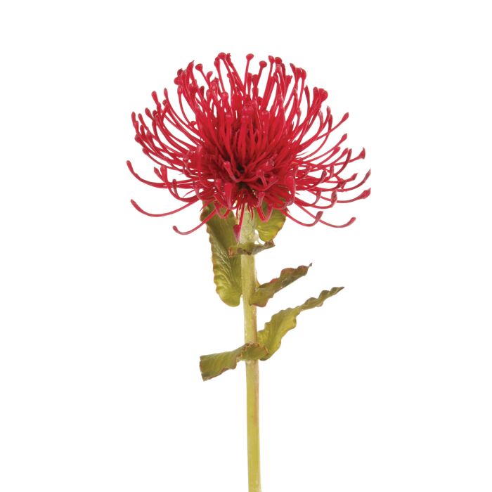 Pin Cushion Protea 66cm Burgundy