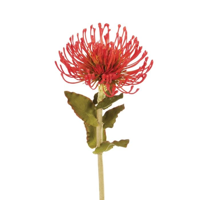 Pin Cushion Protea 66cm Orange