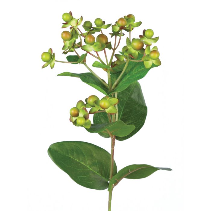 Hypericum Green 72cm