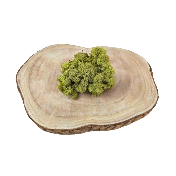 Reindeer Moss (Icelandic Moss) Kiwi