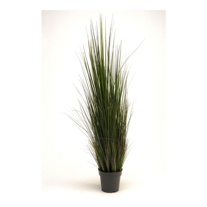 River Grass 120Cm Lt. Green In Pot