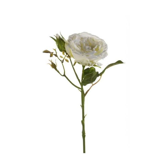 Rose Anne Spray Cream 37Cm