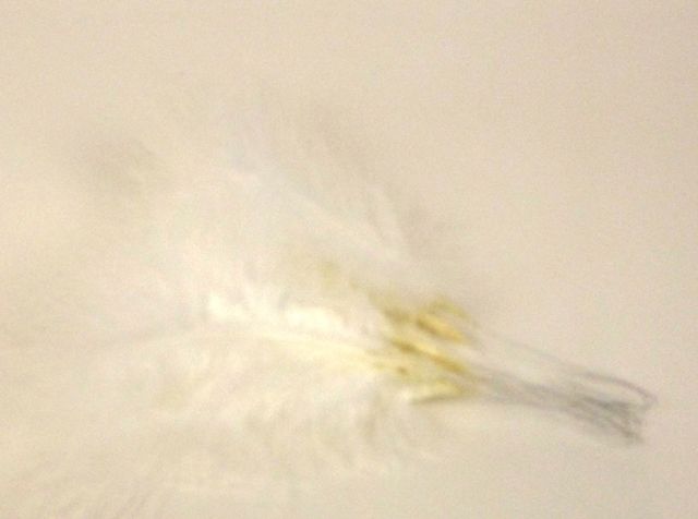 Fluffy Feathers - White (24cm Long  6pcs per pk)
