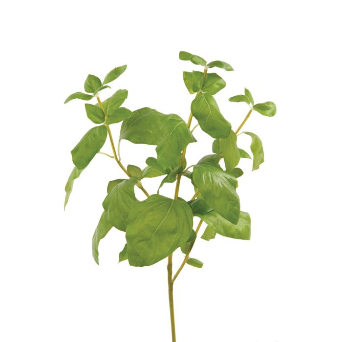 Basil Bunch 39cm