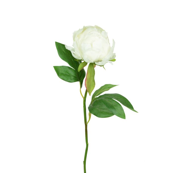 Hybrid Peony Bud 45cm Cream