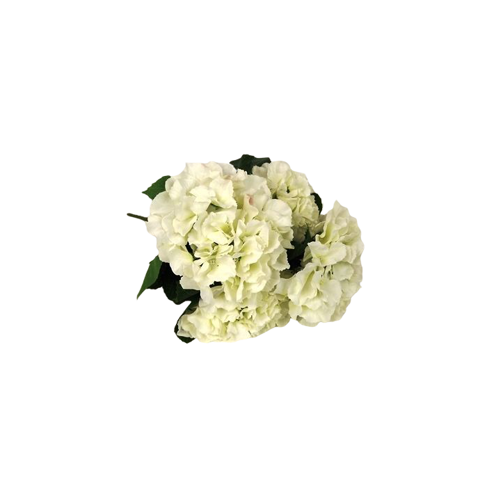 Cream 43cm Hydrangea Bush