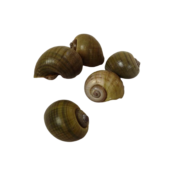 Shell Caracol Natural Green