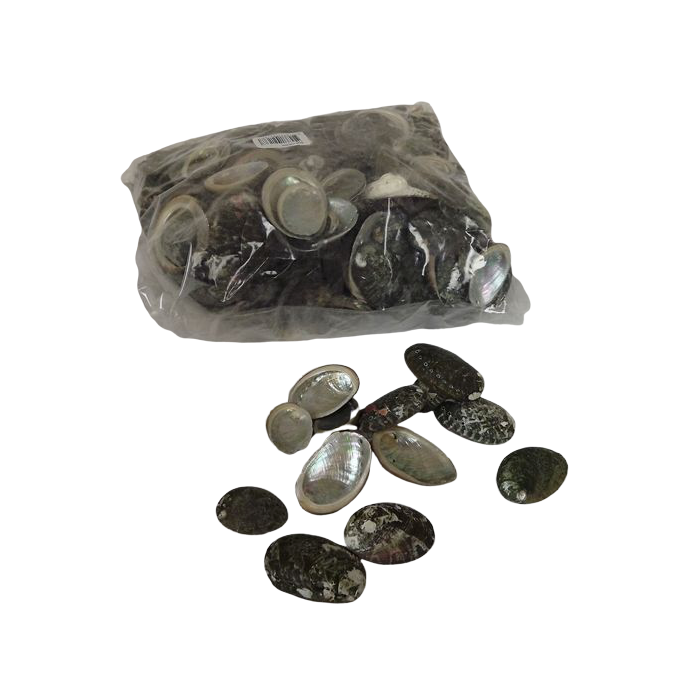 Shell Haliotes 1kg