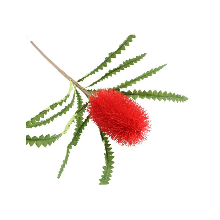 60cm Ashbys Banksia Red