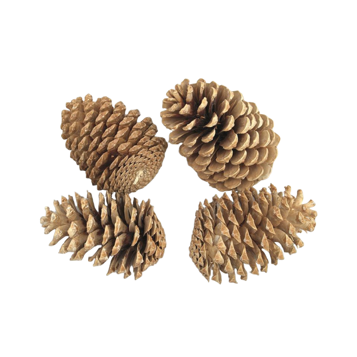 Maritima Cones Large 14 - 18cm x 50pcs