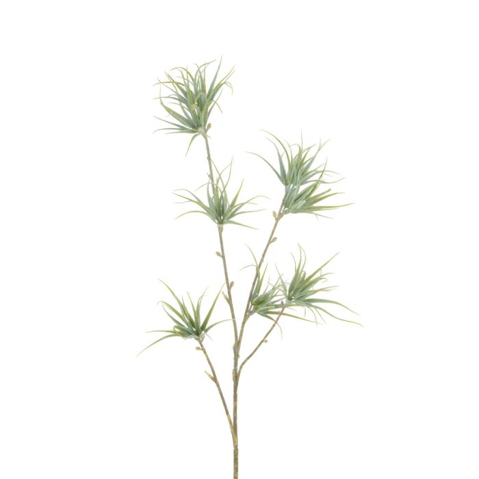 Spider Fern x 4 60cm Grey