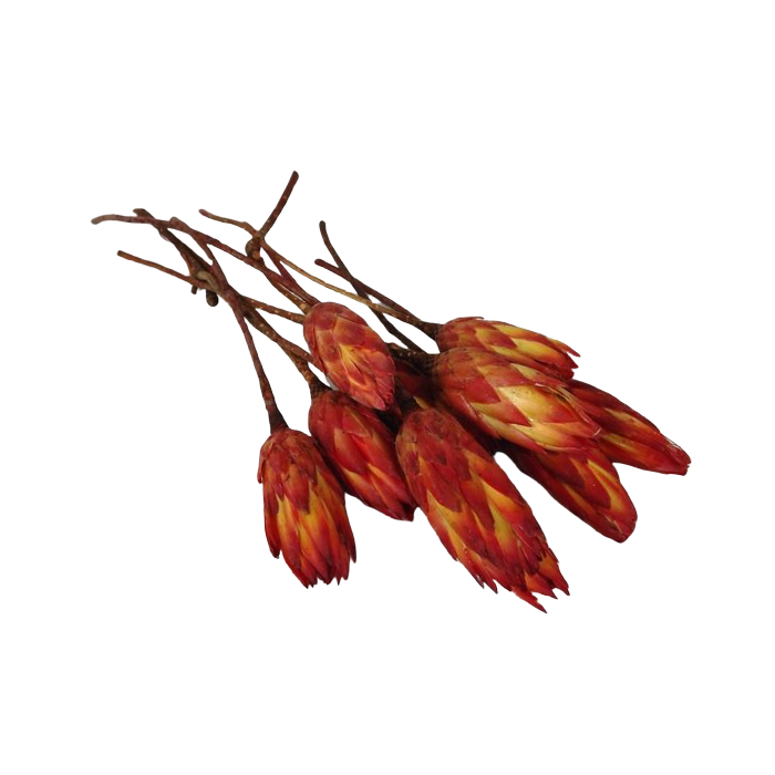 Protea Pendula x 15pcs