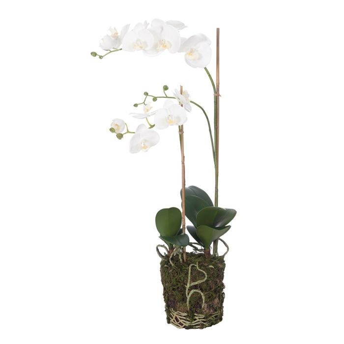Phalaenopsis In Soil 74cm Cream/Yellow