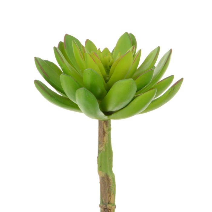 Succulent - Lotus Pick 21cm Green