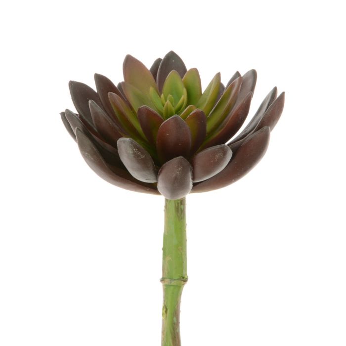 Succulent - Lotus Pick 21cm Green/Red