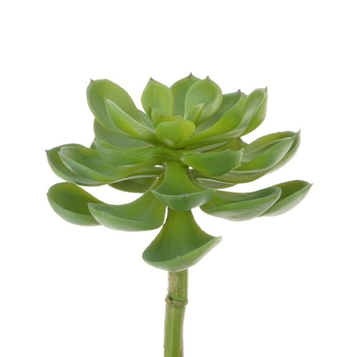 Succulent - Desert Pick 23cm Dark Green
