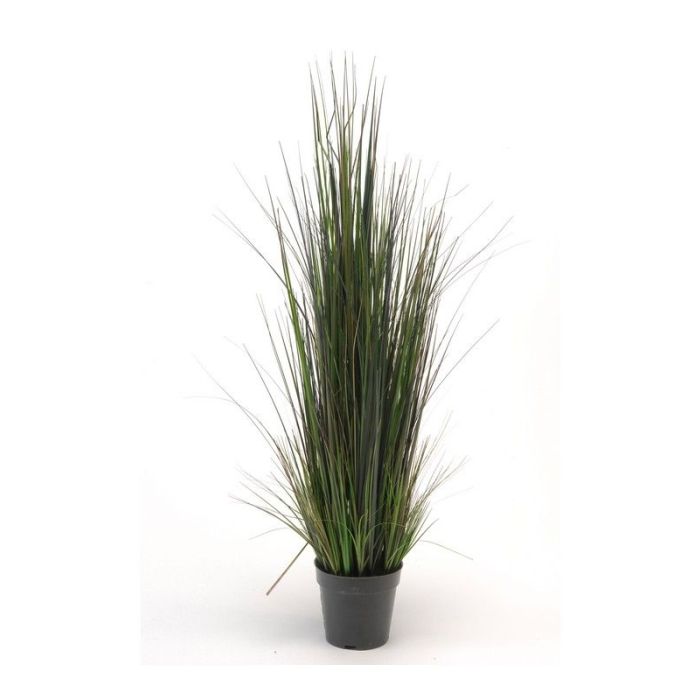 Grass River 90cm In Plastic Pot 14cm