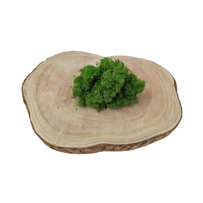 Reindeer Moss (Icelandic Moss) Medium Green