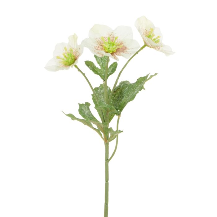 Iced Hellebore Spray 38cm White/Cream
