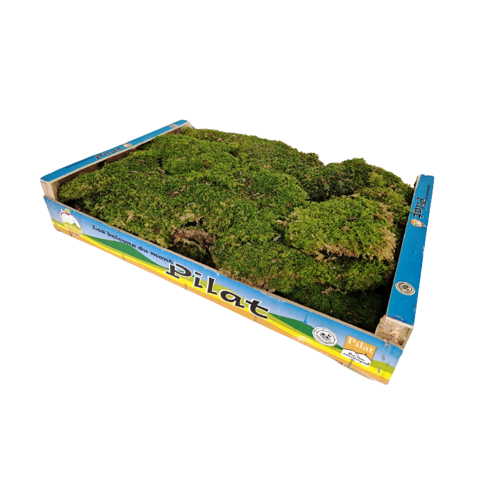 Dried Flat Moss App 1.5kg Best Quality (French)