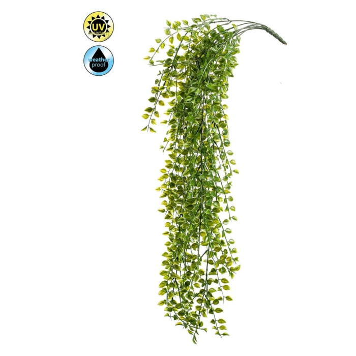 Ficus Pumila Hanging Bush UV 80cm