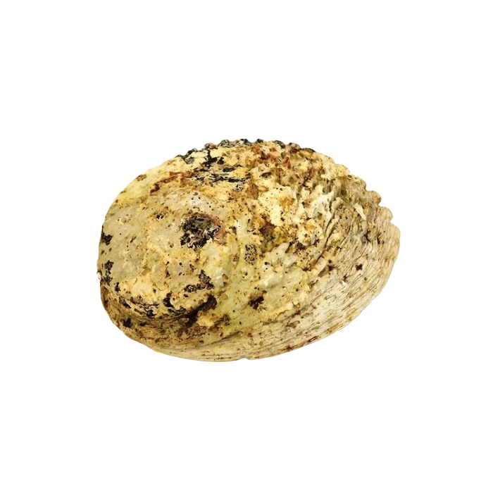 Shell - Abelone Extra 17cm Plus