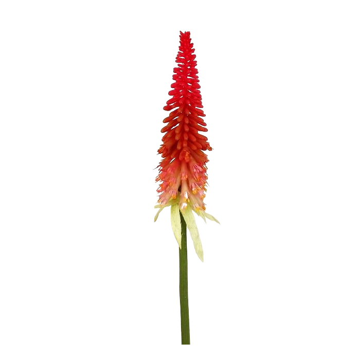 Torch Lily Spray 70cm Beauty