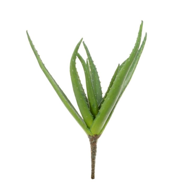 Aloe Vera Plant - 38cm Green