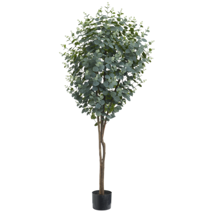 5' Eucalyptus Tree