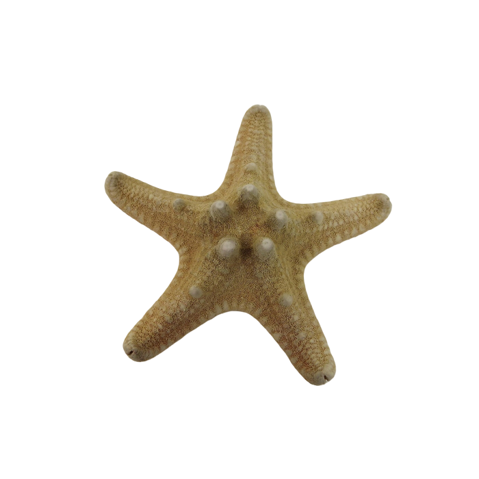 Star Fish Rhino App 3  x 15pcs
