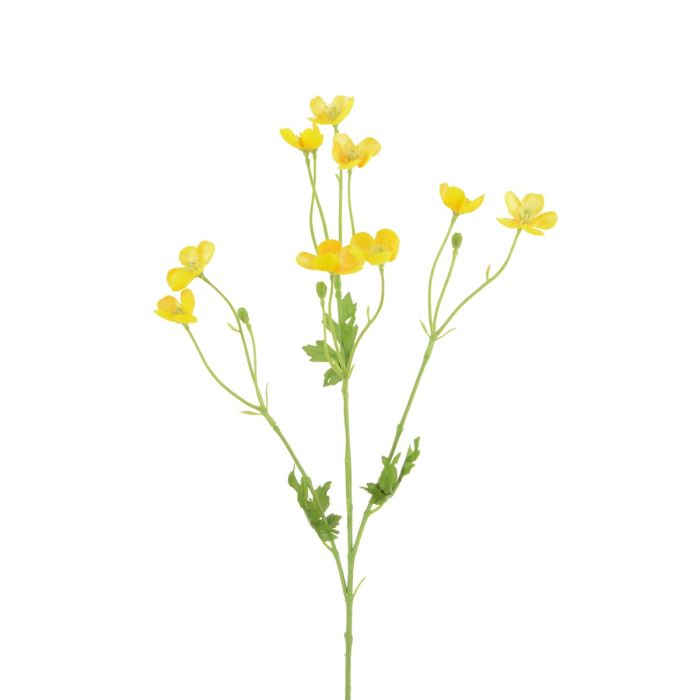 Meadow Buttercup 62cm