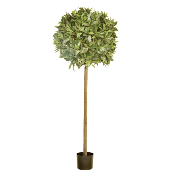 160 x 60cm Bay Topiary In Pot (1554 Leaves)