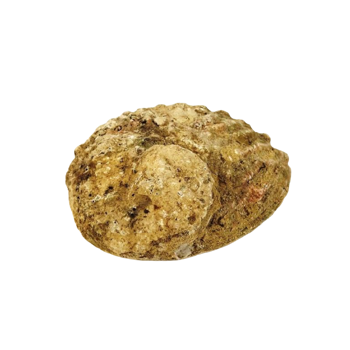 Shells - Abelone Medium 12-15cm x 1pce