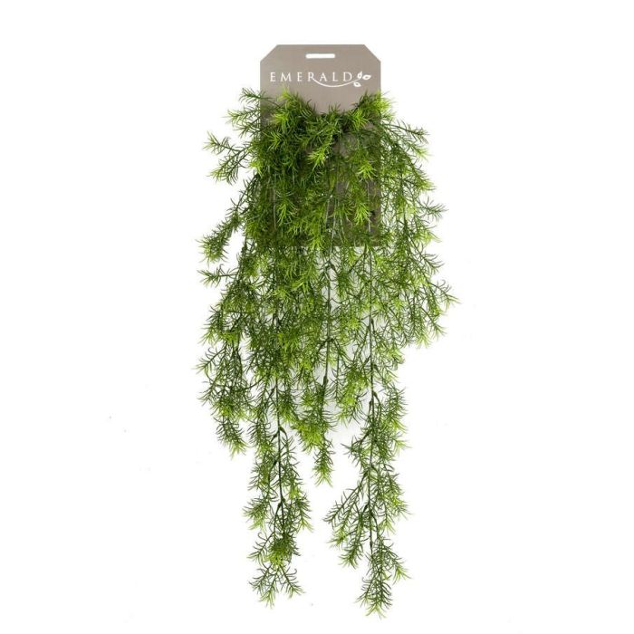 Asparagus Sprengeri Hanging Bush 75cm