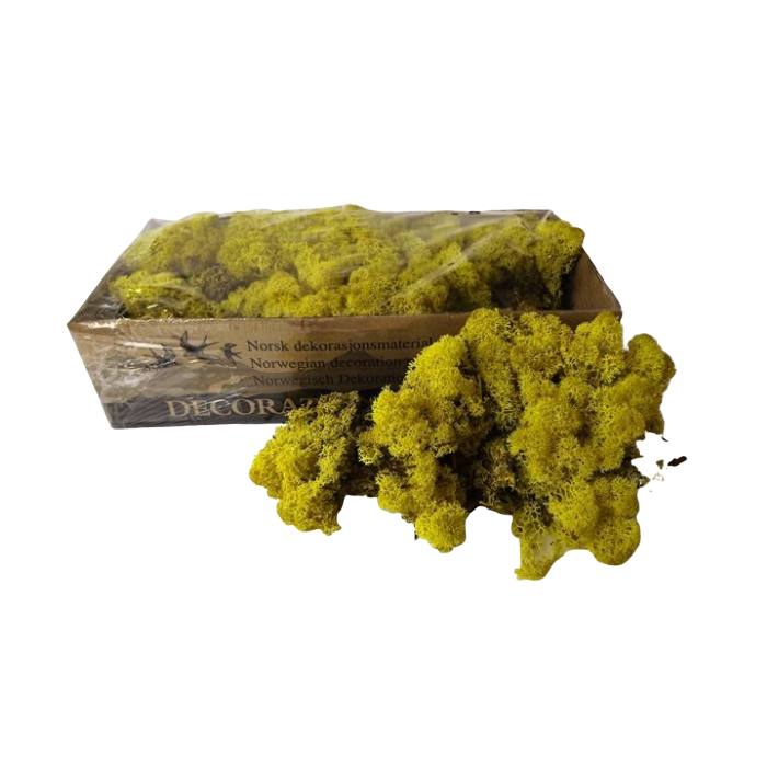 Reindeer Moss (Icelandic Moss) Lemon Yellow