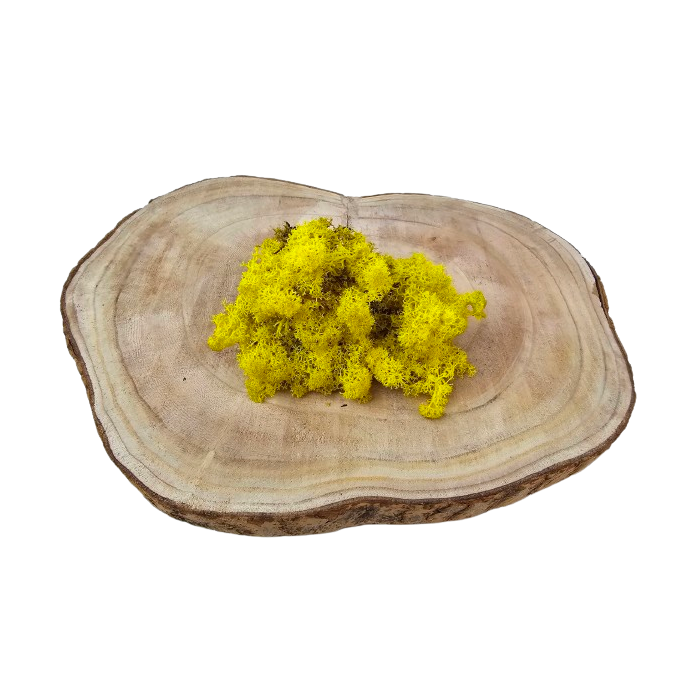 Reindeer Moss (Icelandic Moss) Lemon Yellow