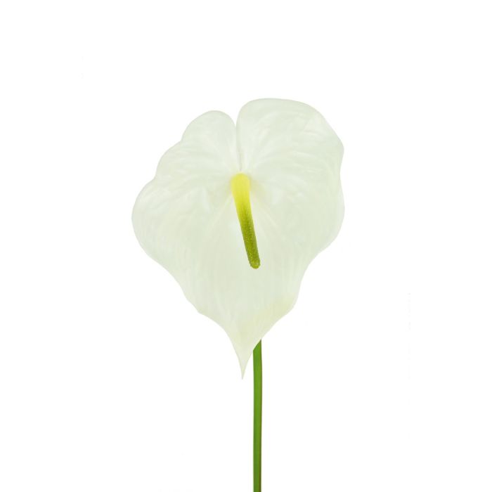 Anthurium 77cm Cream