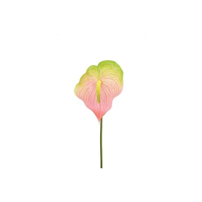 Anthurium 77cm Pink/Green