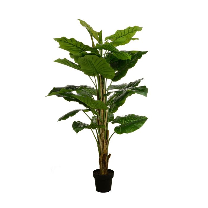 Wild Philo In Pot 155cm