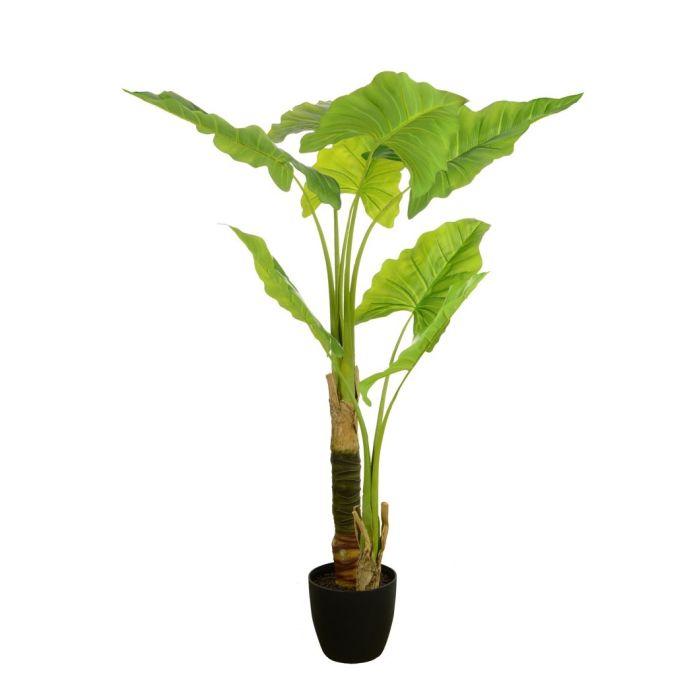 Calla Tree in Pot 120cm