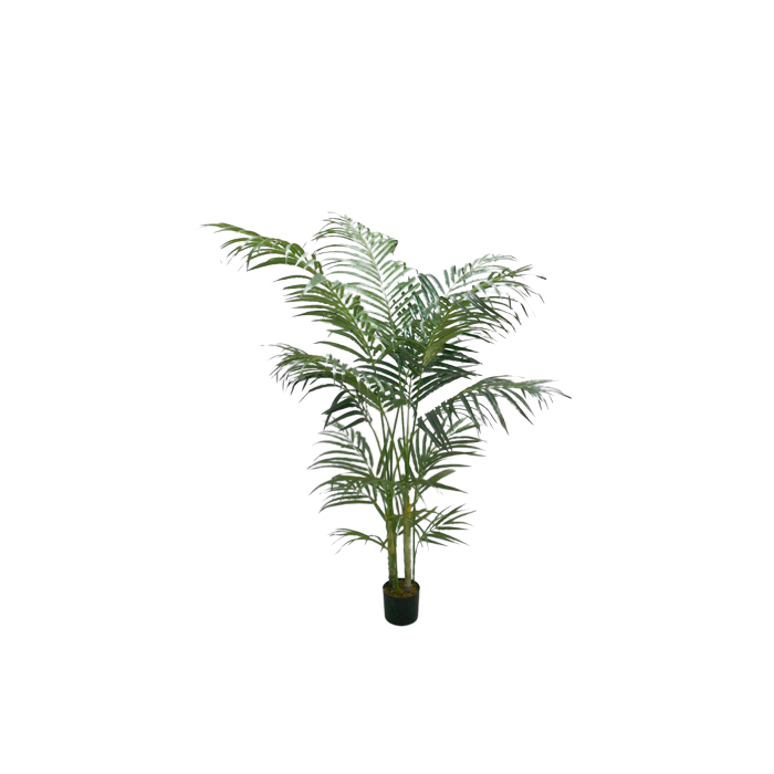 Areca Palm 150cm