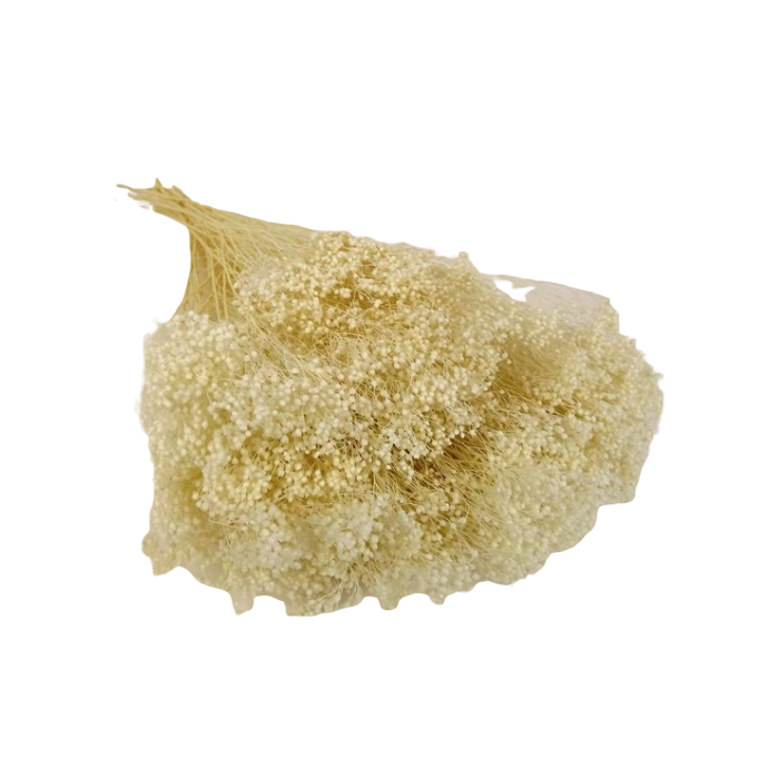 Broom Bloom Bleached x 80g