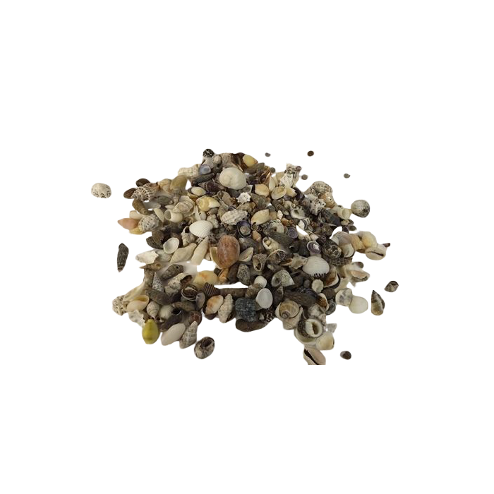 Shells - Mix Small x 1kg